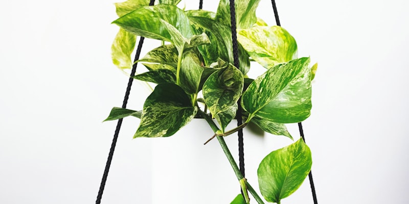 足球教练在赛场边指挥比赛的场景